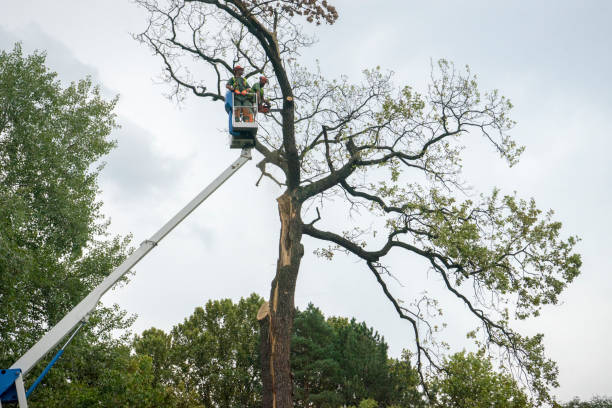 Best Leaf Removal  in Tyndall, SD